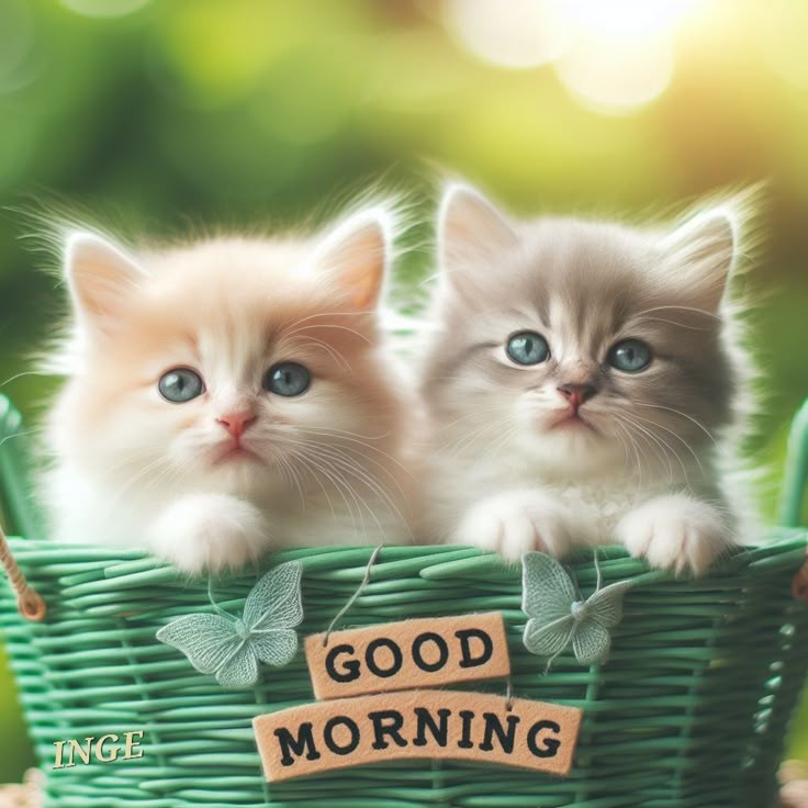 Every day is a new beginning. Choose to make it a great one...!!!

GOOD MORNING...!!!!
