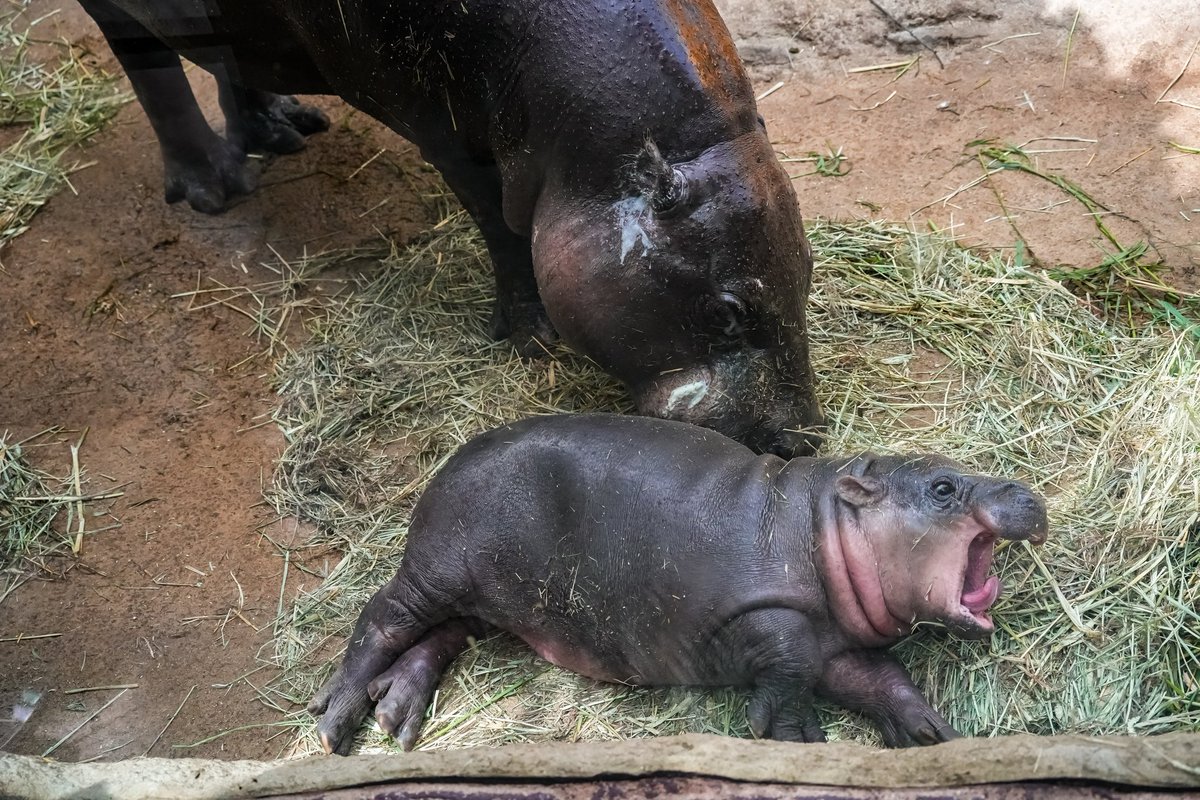 ウタちゃん

#神戸どうぶつ王国 
#コビトカバ