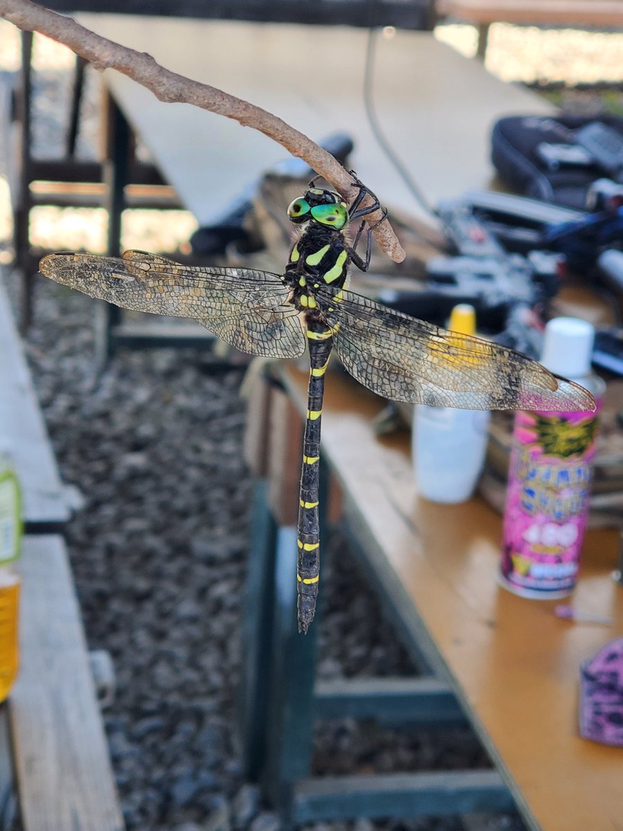 オニヤンマ……

どうやら屍のようだ……