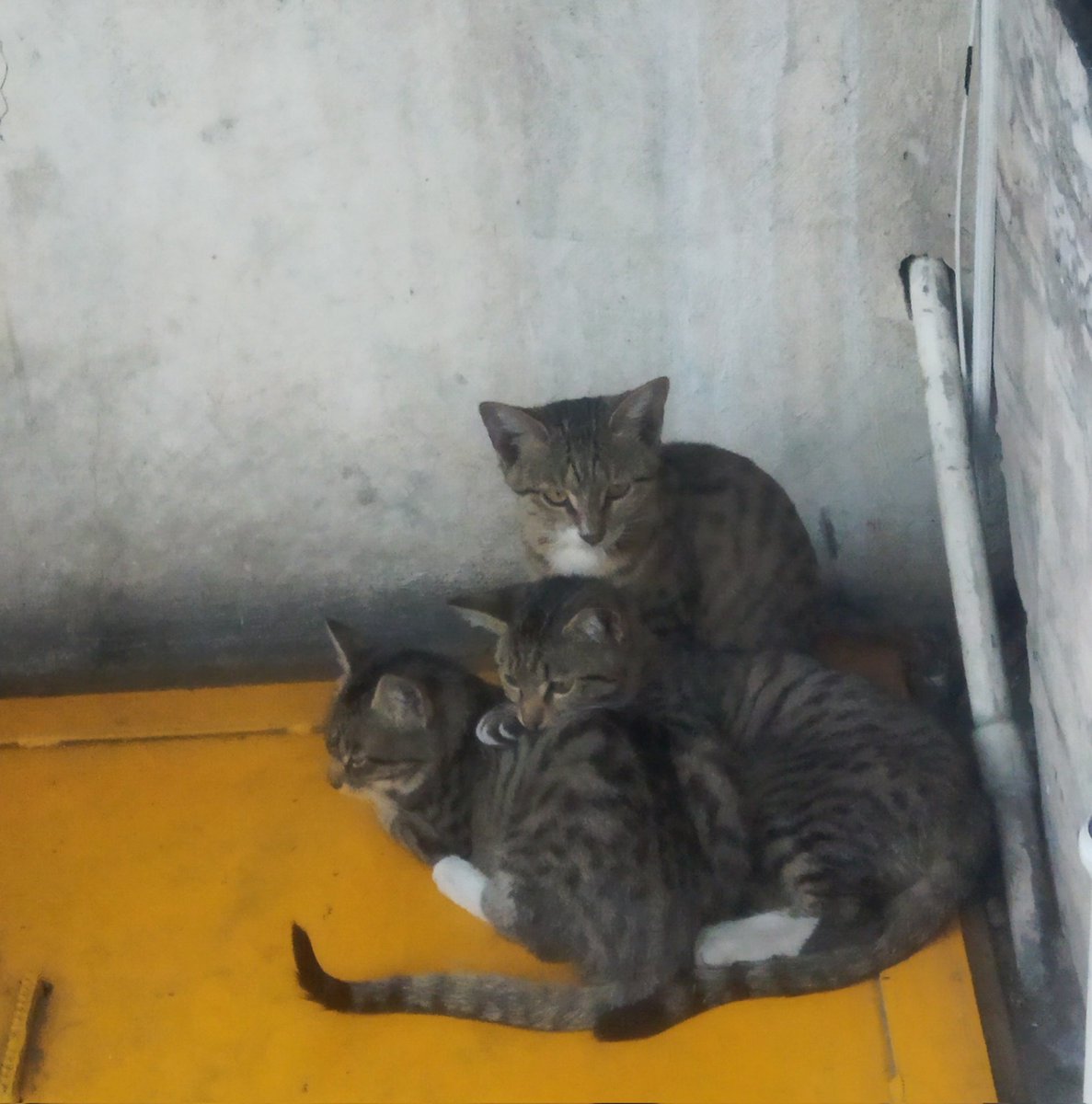 برو آقا مگه خودت نامیوس نداری؟؟