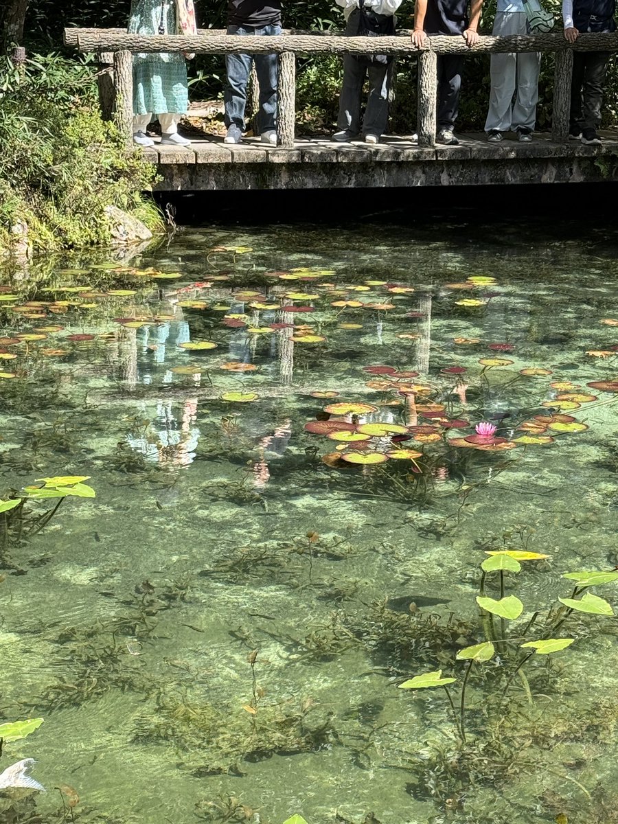 モネの池 - Search / X