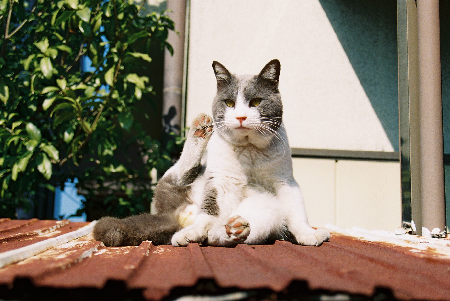 猫B 値下げしました！ 猫島警部 on X: 
