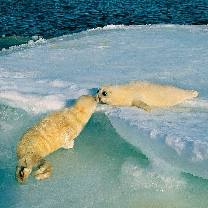 sealdaemon's tweet photo. too dim                                    brighten it up https://t.co/izvlvf4GLj
