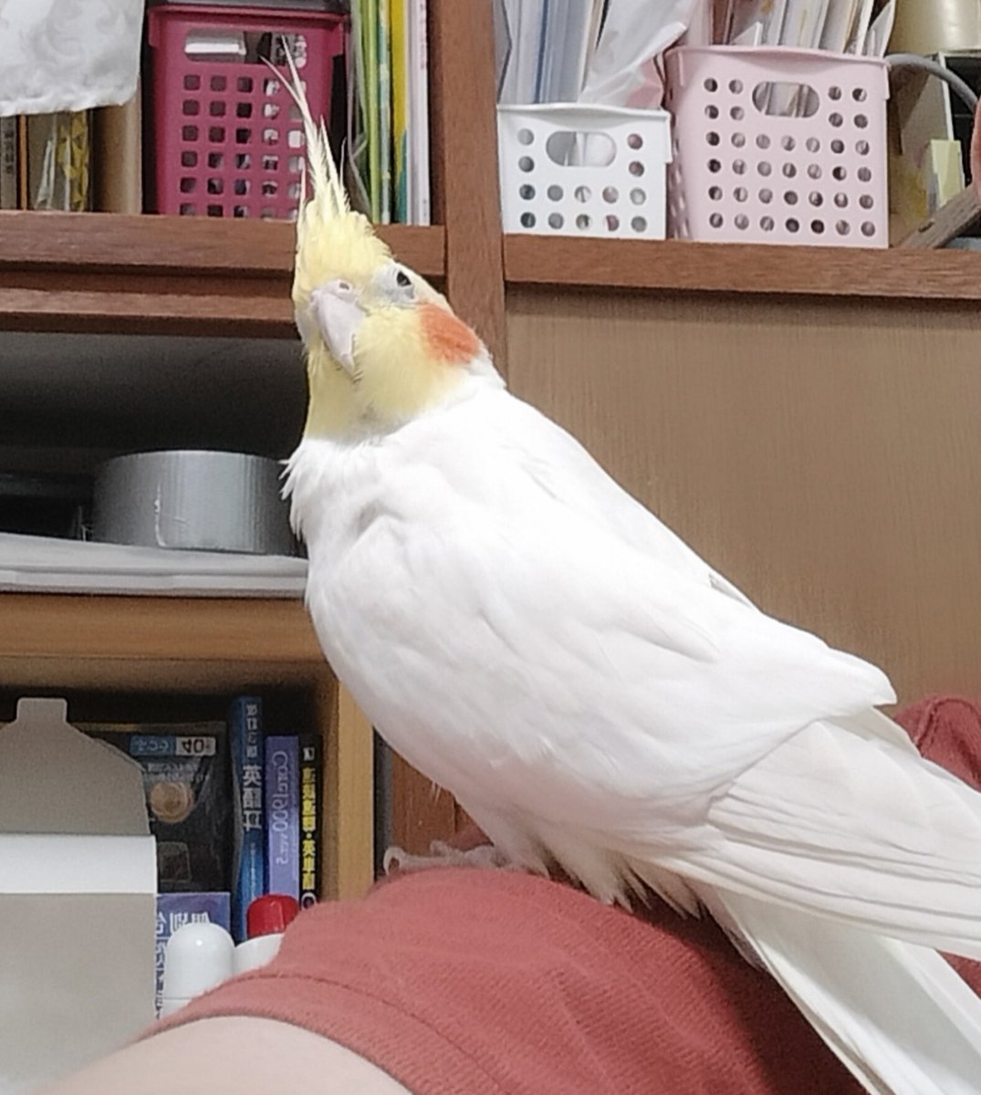 今日は腕の上でねむねむしてます