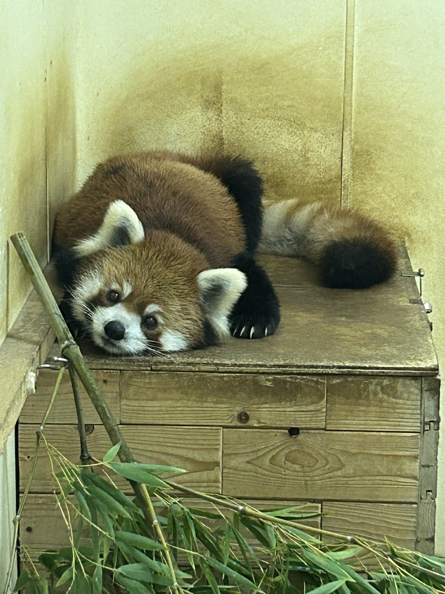 【レッサーパンダ】【2点まとめ】 hq720.jpg?sqp=-