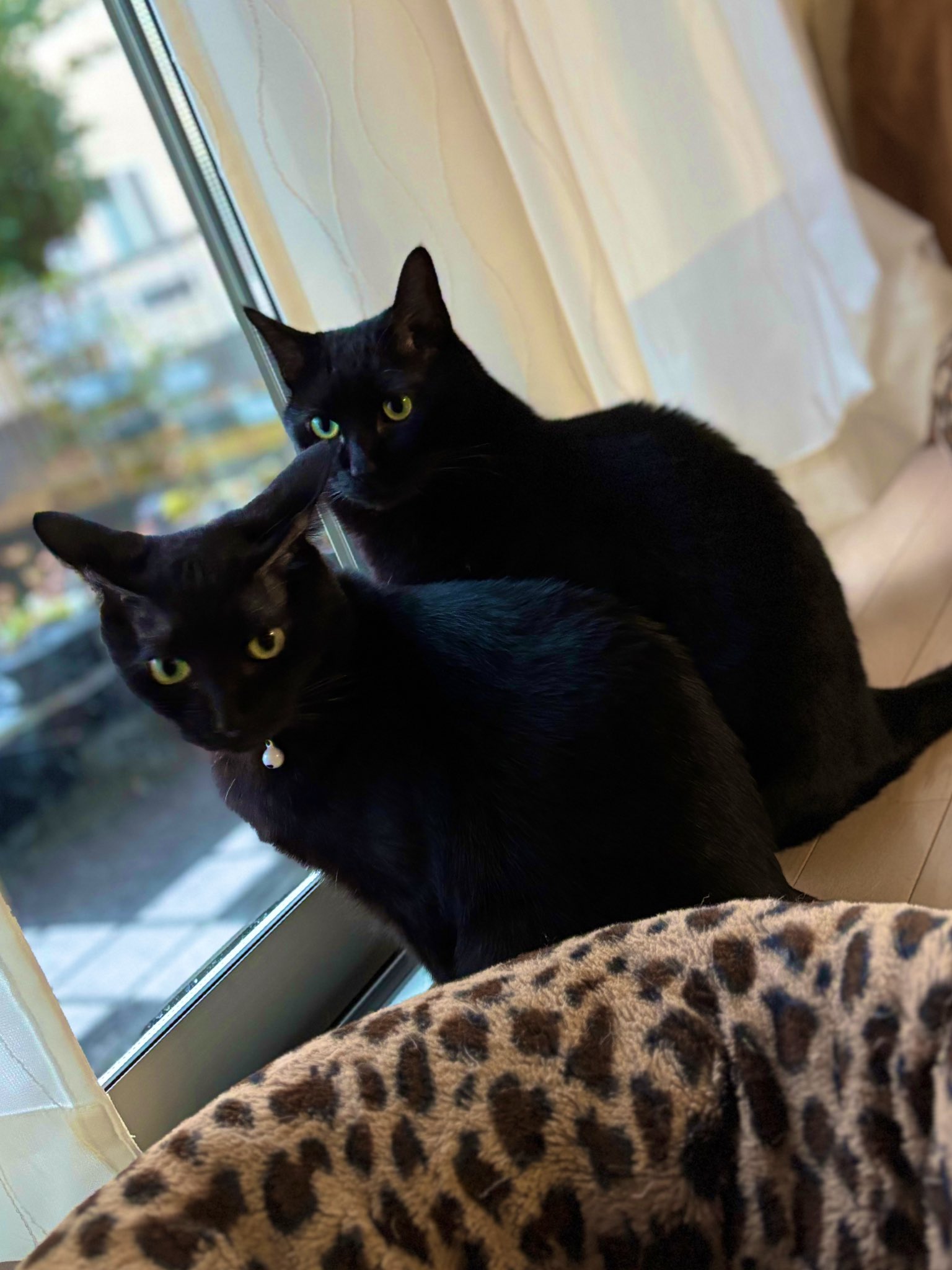 黒猫のわ〜る様 擬態型かっ！ #たまに襲ってくる #ちいかわ #擬態型でググると出