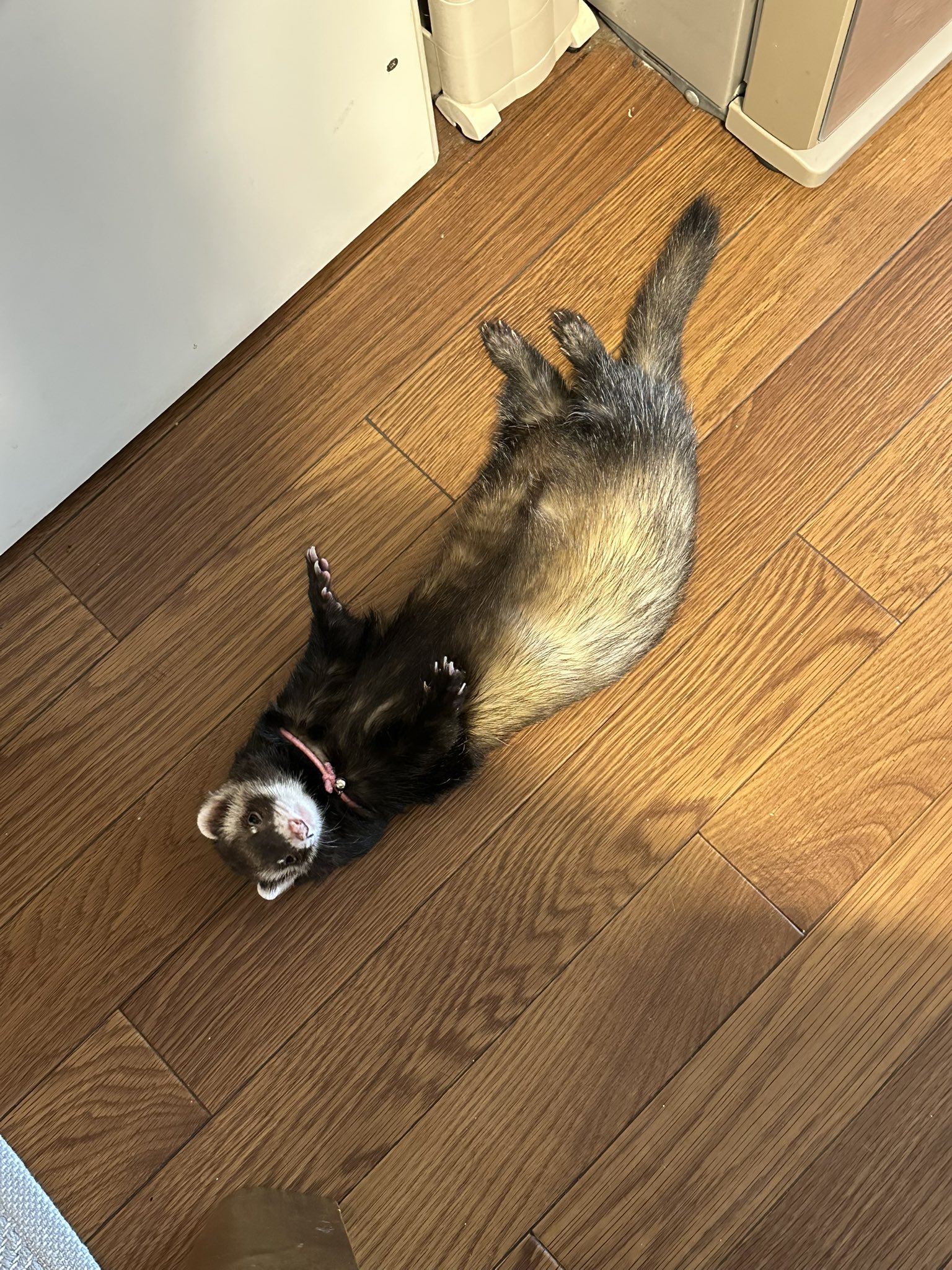 確認ページ♡猫ちゃん4匹♡フェレット10匹 フェレット - البحث / X