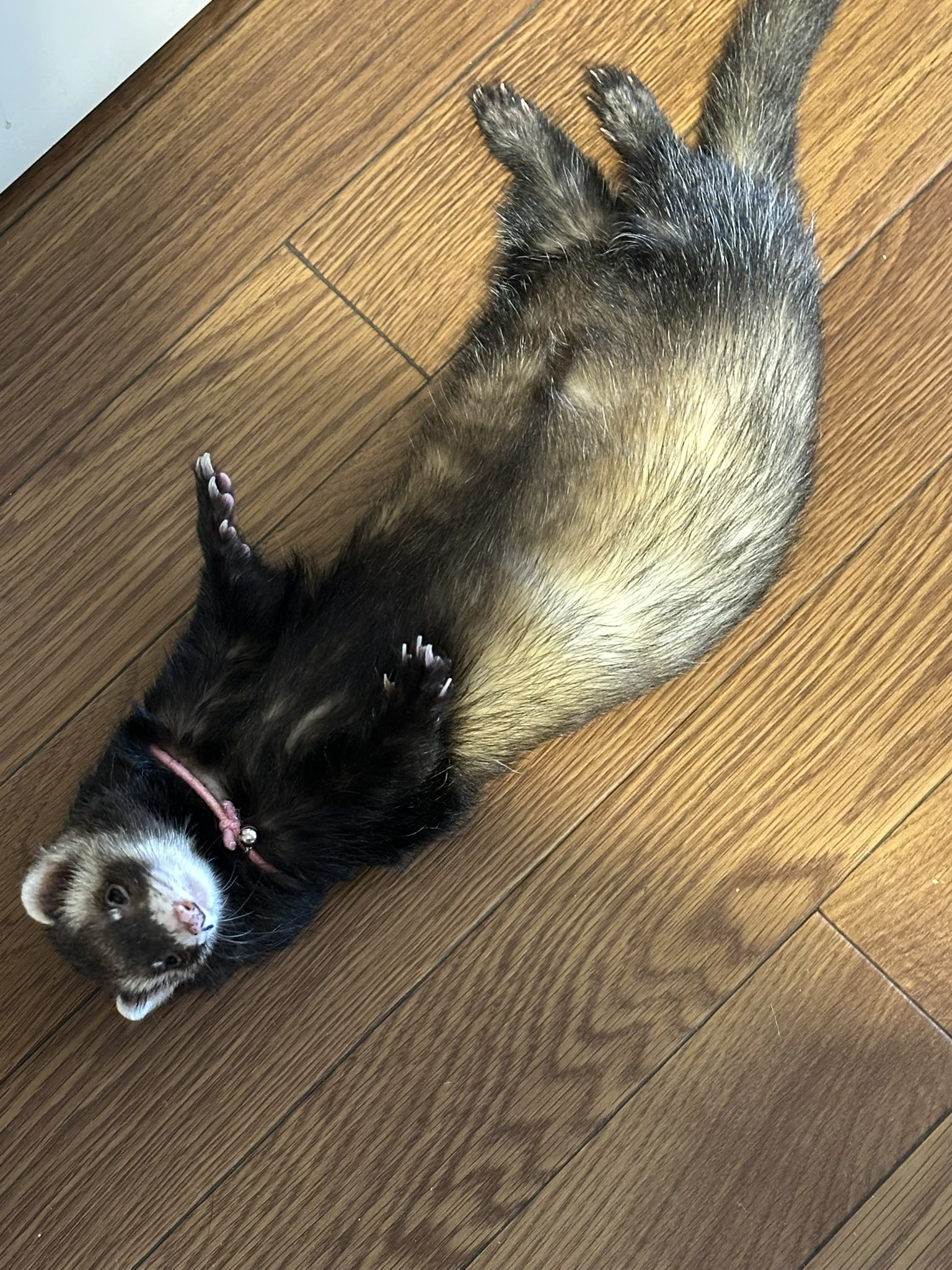 確認ページ♡猫ちゃん4匹♡フェレット10匹 フェレット - البحث / X