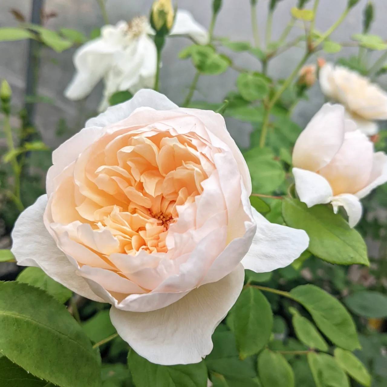 要問合せ♥️ヨーロッパ空間♥️薔薇好き♪ローズ　バラ　プランター　ガーデン　2種 ピンクローズガーデンでメルヘンツァウバーが咲いてきました