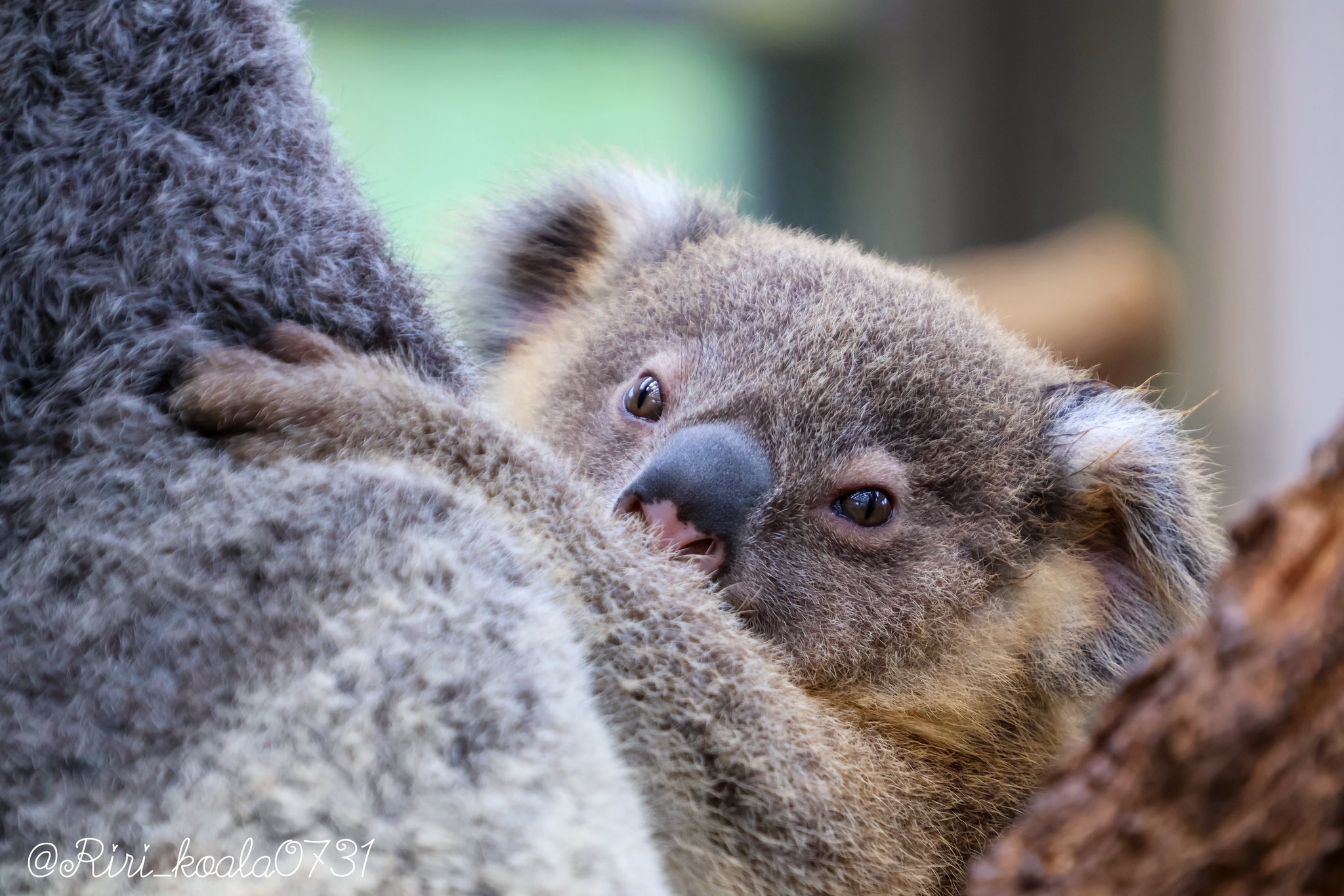 ⭐︎コアラ⭐︎ コアラのワトル🐨 on X: 