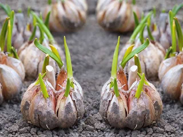 JoelOptimist1's tweet photo. 🧄 GARLIC FARMING: TURN A SMALL PLOT INTO BIG PROFITS 💰 Think garlic is just a kitchen spice? Think again. With proper management, even a tiny plot can bring high returns. 

Here’s the smart farmer’s guide 👇 #GarlicFarming #SmartFarming https://t.co/psvzrTqxgN