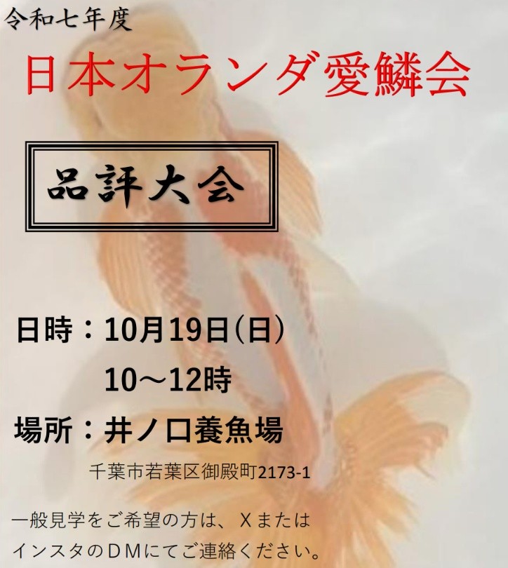 １年間の集大成を見せる品評会です！
日本オランダに興味がある方は、ぜひ見学にいらしてみてください✨

10月19日 10時〜
井ノ口養魚場にて

なお、「普通鱗蝶尾を育てる会」の勉強会も同時開催しております♥️