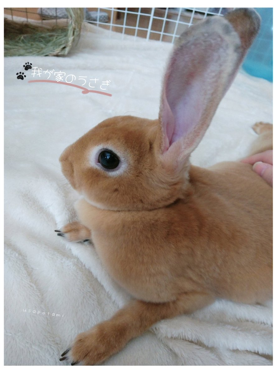 うさぎページ 左向き立ちウサギ｜WooBia公式オンラインショップ – WooBia