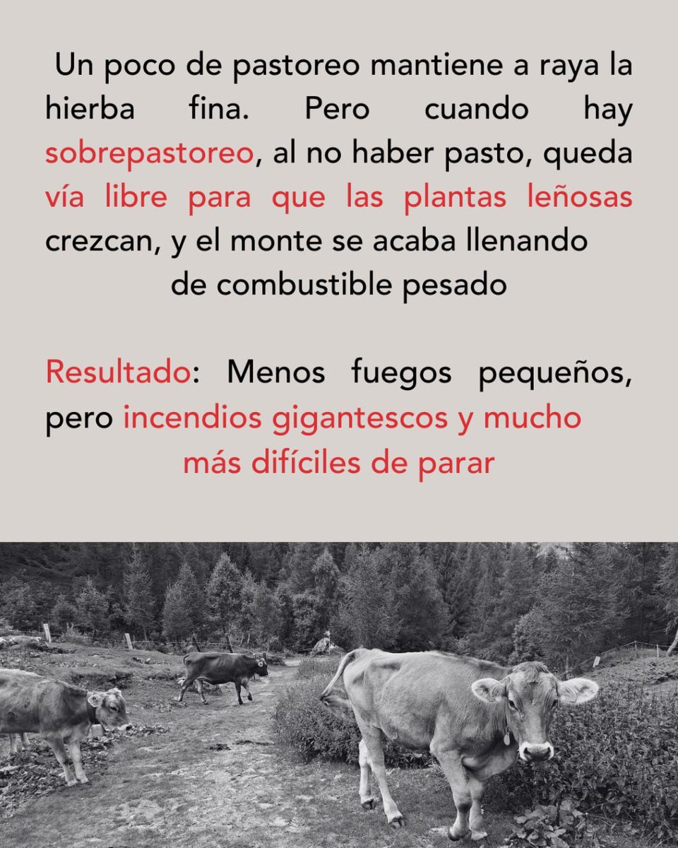 analani's tweet photo. En la Sierra Norte hay sobrepastoreo
#StopMegaincendios
#IFPeñalbaDeLaSierra https://t.co/gu8LWShoQ1