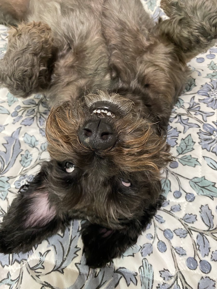 Jdavis_Halton's tweet image. You wanna sleep? Not going to happen. #dogs  #schnoodle