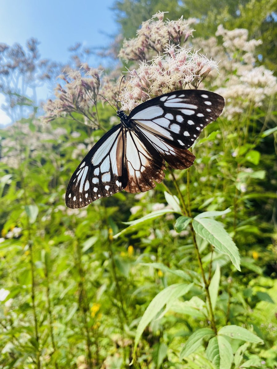 六甲高山植物園 on X