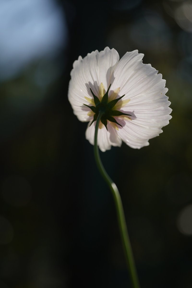 jerritama🐈🐟🐈 (@jerritama) on Twitter photo 