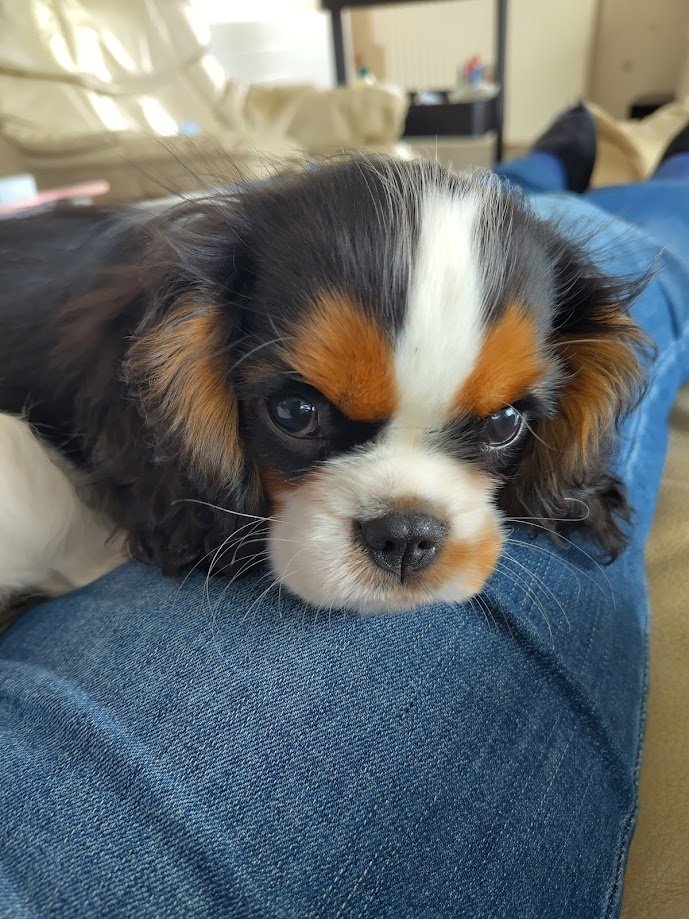 Bonjour, bonjour Arya bien en forme (petite pause câlin)... Loin de toute cette actualité anxiogène ça fait du bien!!!
