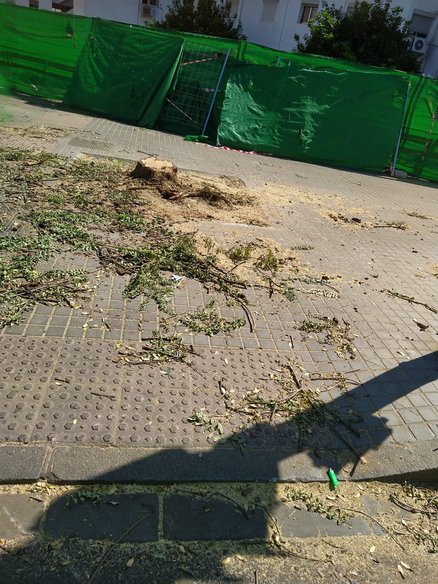 Atención‼️ La empresa constructora de la Linea 3 del Metro de Sevilla está incumpliendo el plan de apeos. Está talando más árboles de los permitidos en #Sevillahoy, sin que <a href="/AndaluciaJunta/">Junta de Andalucía</a> y <a href="/Ayto_Sevilla/">Ayuntamiento de Sevilla</a> vigilen y lo eviten. Veamos la zona junto al Hospital Macarena ->