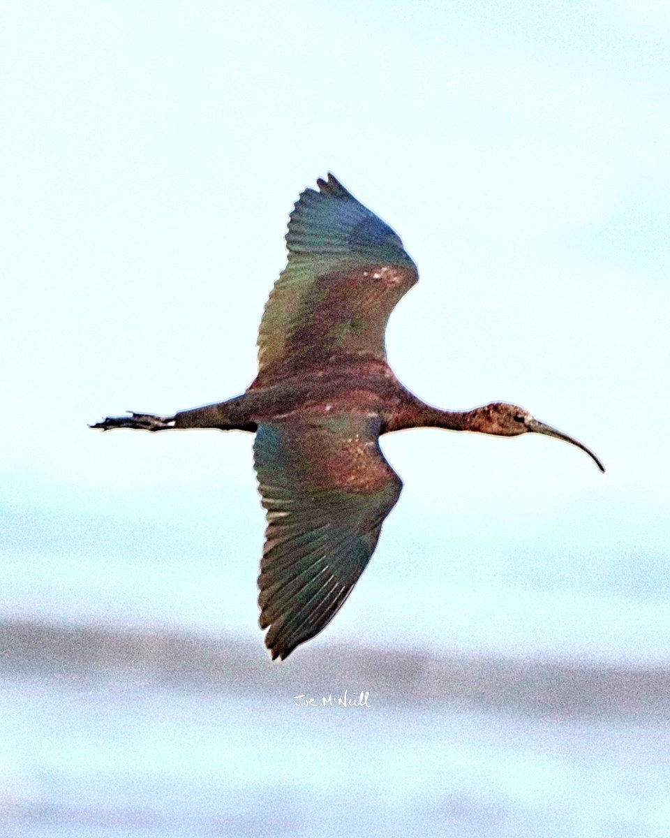 joemcneillphoto's tweet image. Another shot of the Glossy Ibis yesterday evening Lurgangreen Co Louth Ireland. 

#glossyibis #ibis #wadingbird #birding #twitching #birder