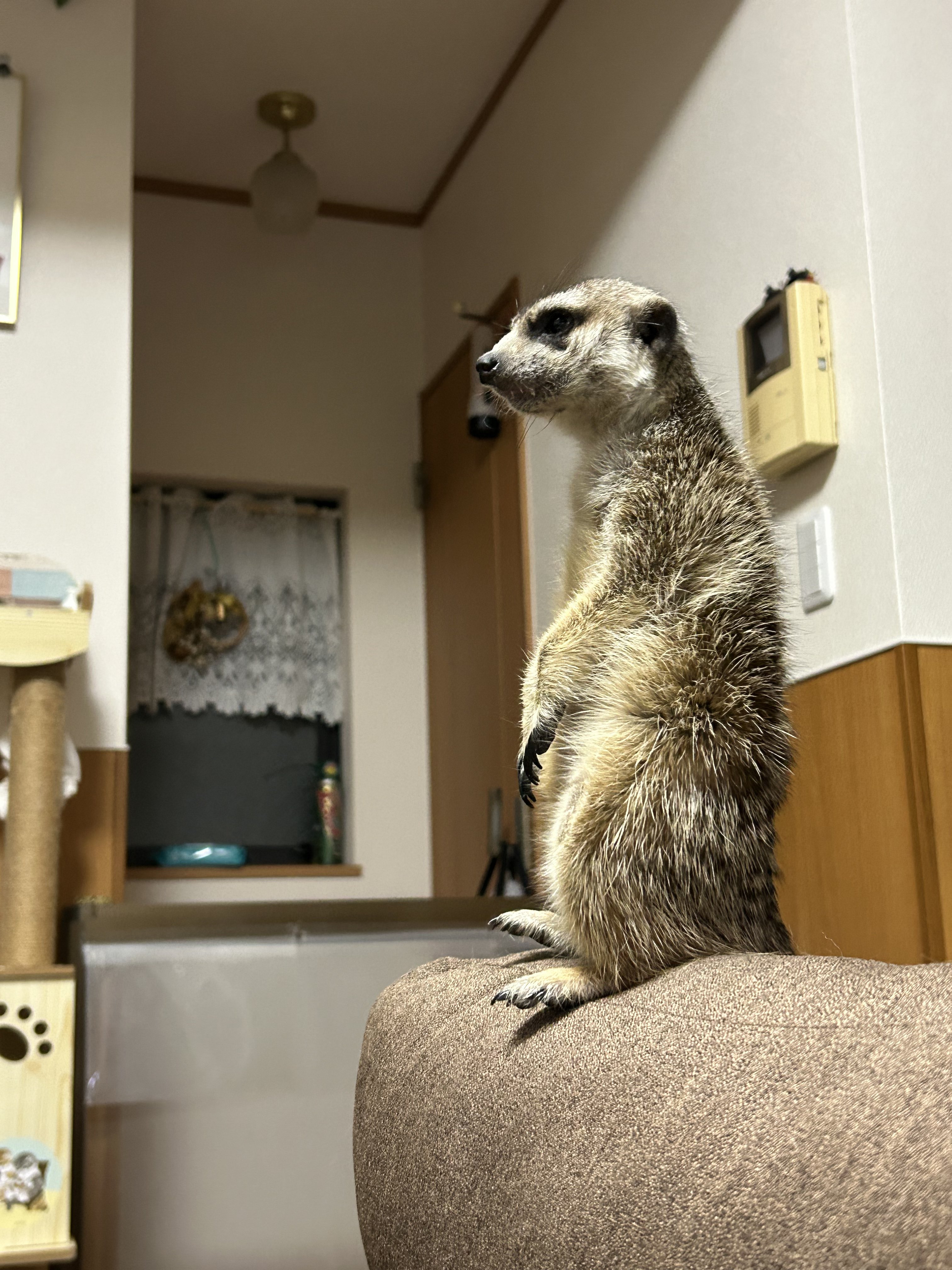ミーアキャット ミーアキャット | 【全国120店舗以上】ペットショップ