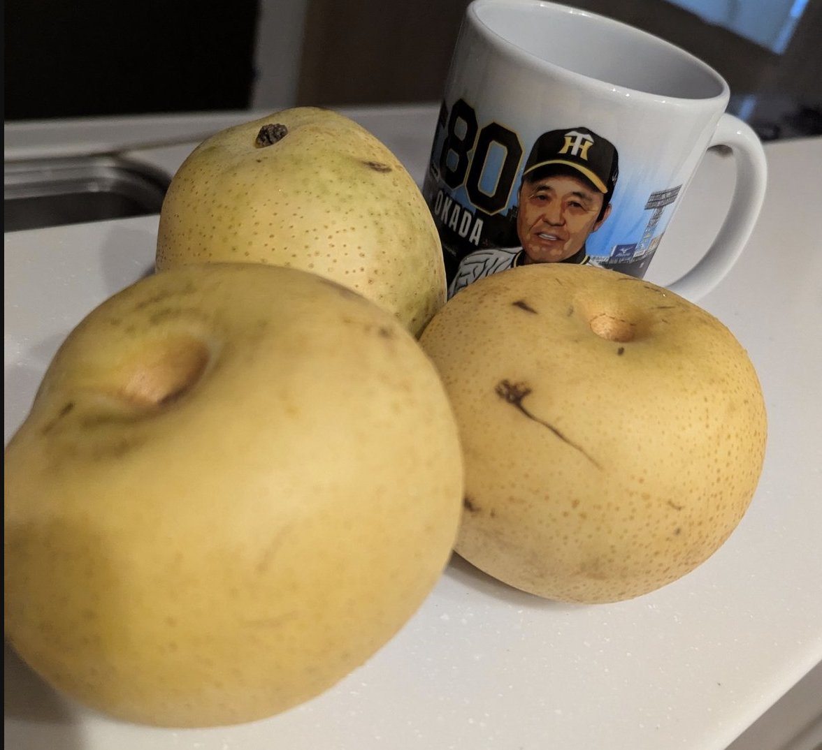 YMST__'s tweet photo. あと、#鳥取 のご飯が美味しかったー！
 地元民にしか流通しない（そらそう）不揃い梨も大量に買わせていただきまして、数日は梨生活です。
  #白イカ の刺身  #大山ポーク #砂丘粘りっ子(長芋)のフライ #20世紀梨 他にも色々...。本当に酒がうまい

 鳥取好き！  もっと近かったらめっちゃ通うのにな https://t.co/2zG0lEA940