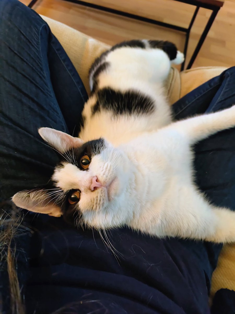 LadyGrace27's tweet photo. Charlie says: love me, always...๐ป
Happy #Caturday #CatsOnX #lapcat #cats https://t.co/N8RZx67A3L
