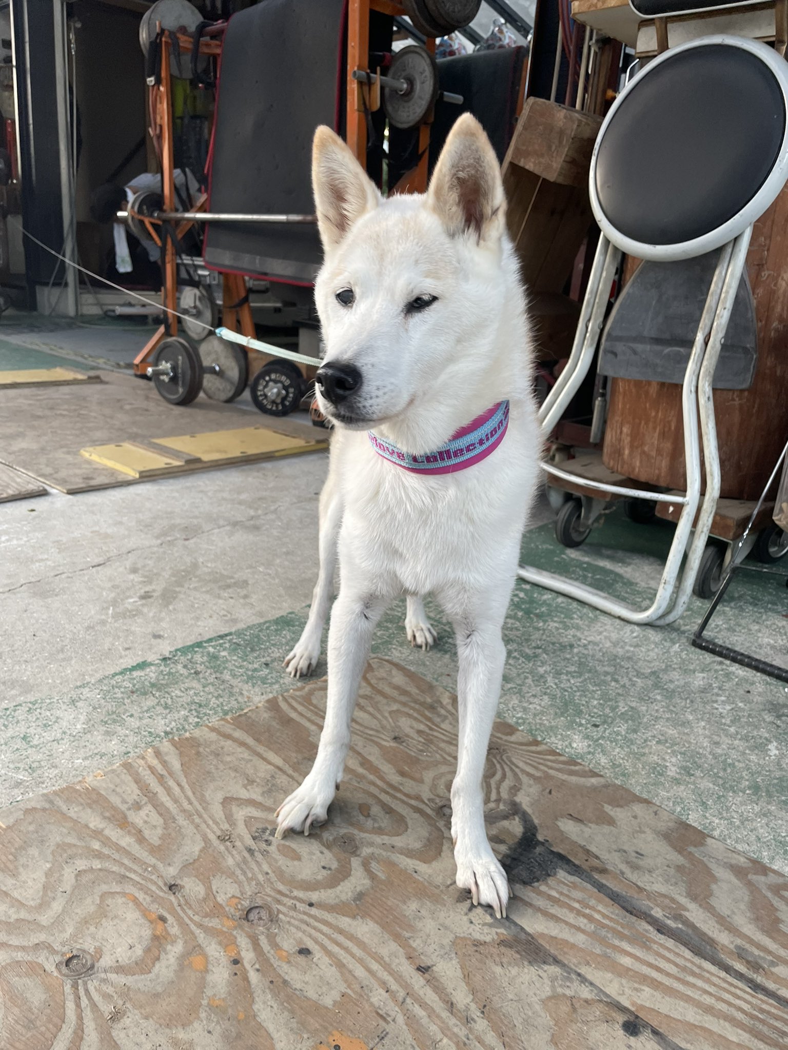 ロン犬　＊お気軽にコメント下さい＊ 価格の安いロングコート・チワワ♂【動画あり】 / ペット