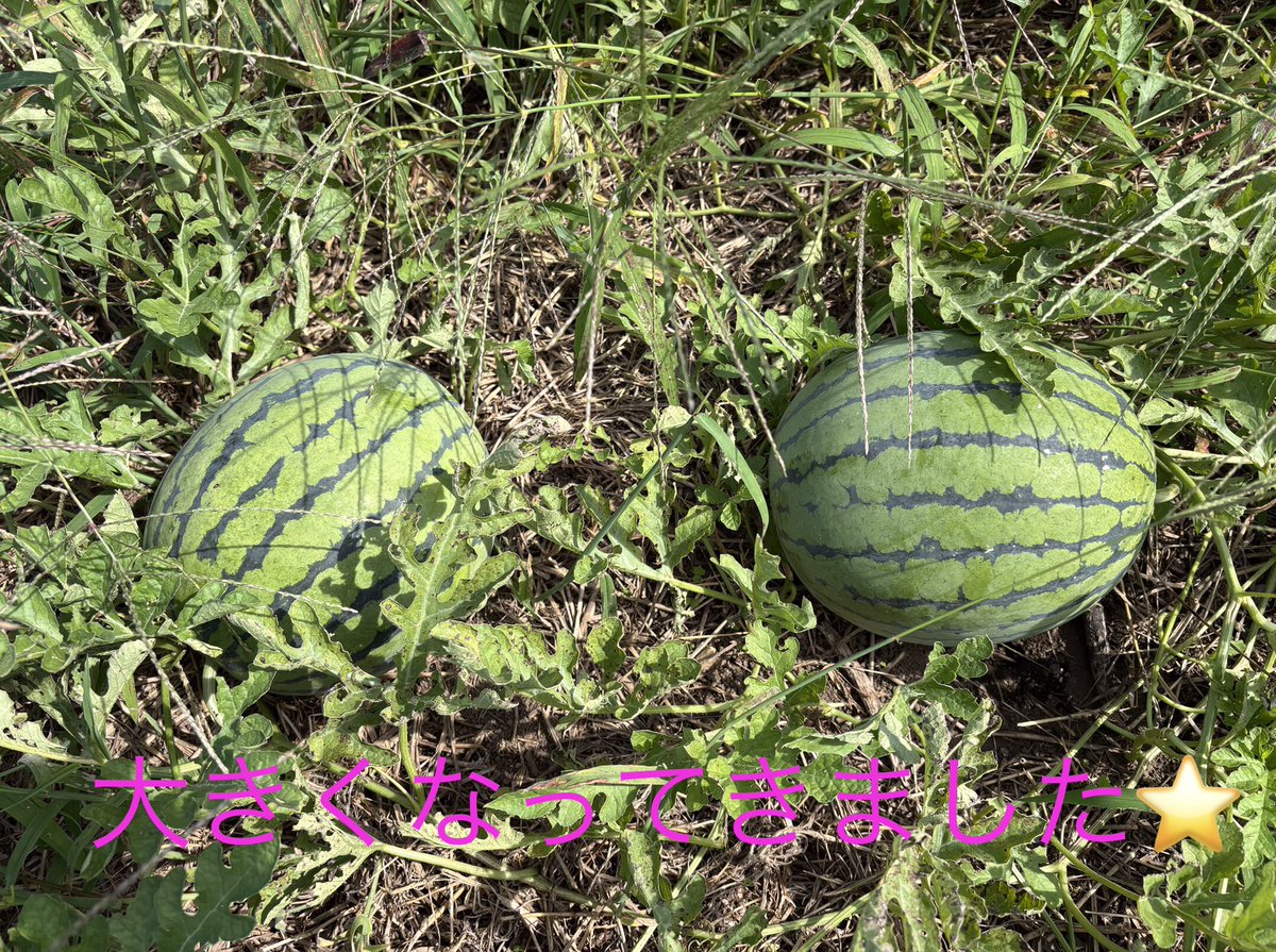 確認どうぞ♥西瓜の皮の色の斑入りです。 スイカ🍉 - Search / X