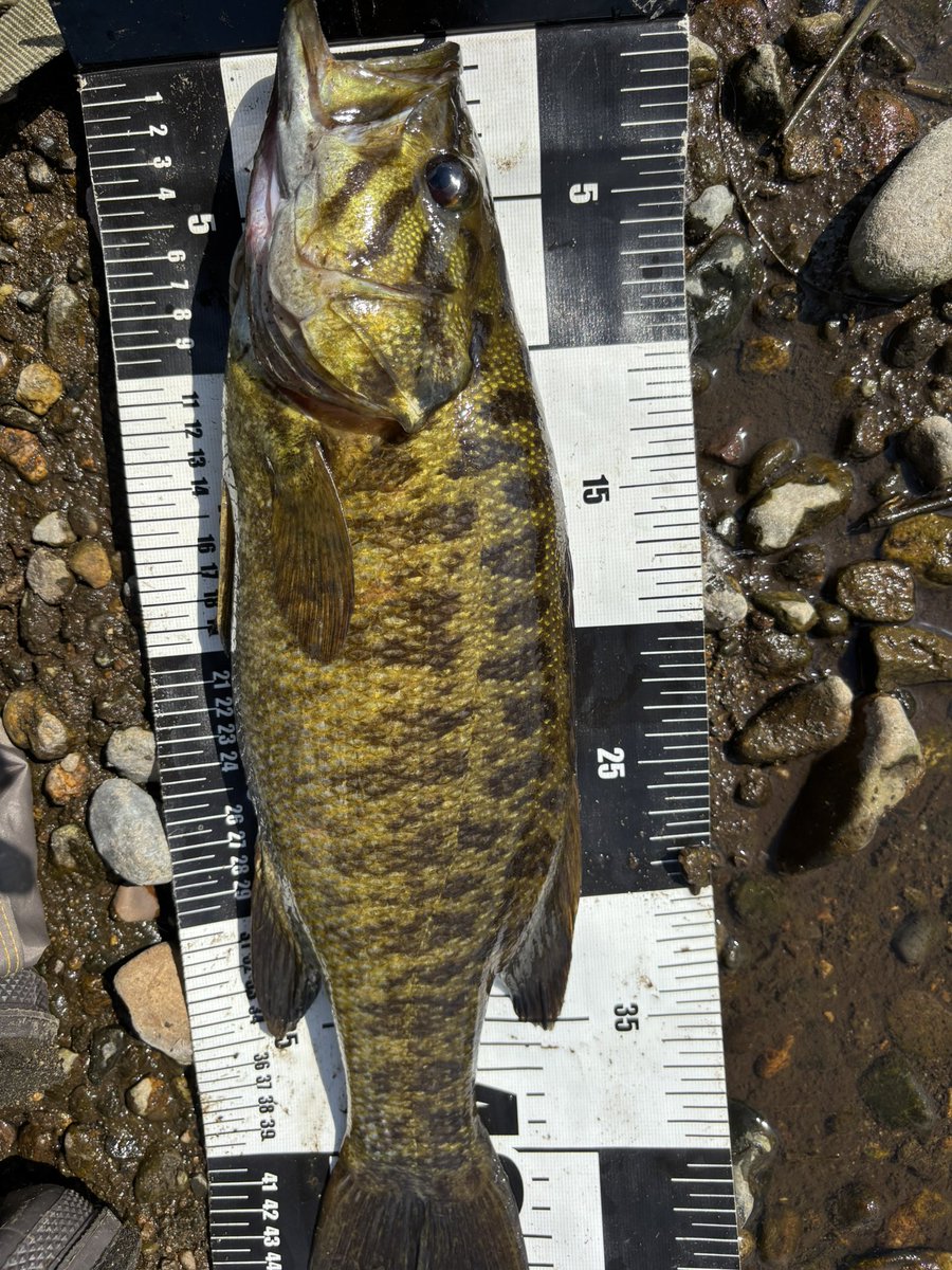 朝6時半〜午後3時半釣行🎣
久しぶりの45アップにギル
計バス8匹ギル3匹釣れた〜😊