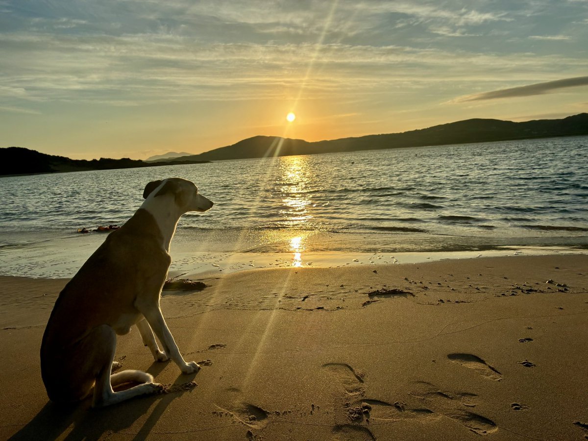 Mor,ancient Celtic Goddess of Sun and Sea apparently likes my dog “Sky”. Donegal sunrise on Wednesday. <a href="/dog_rates/">WeRateDogs</a> <a href="/GoWhippet/">Whippet</a> <a href="/WeatherCee/">Cecilia Daly</a> <a href="/_EFarrellPhoto/">Elaine Farrell Photography</a> <a href="/SaraONeillArt/">Sara O'Neill 🐚</a> <a href="/rickygervais/">Ricky Gervais</a> <a href="/mrdanwalker/">Dan Walker</a> <a href="/DogsTrust/">Dogs Trust 💛🐶</a>