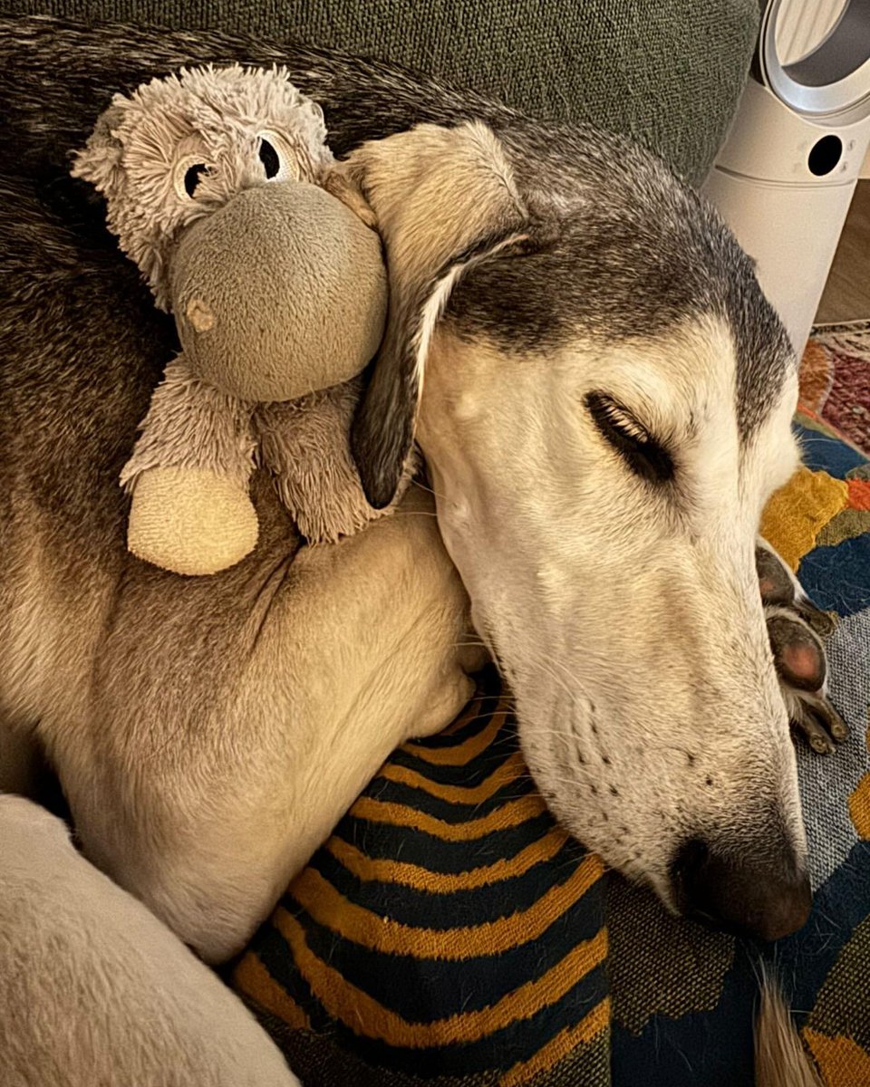 Victor came into the care of <a href="/DT_Leeds/">Dogs Trust Leeds</a> after he was found as a stray aged 7 years old 💔

He was a shy, timid boy who benefitted from being placed in a foster home. He was soon adopted and has now been in his home for a year 🎉