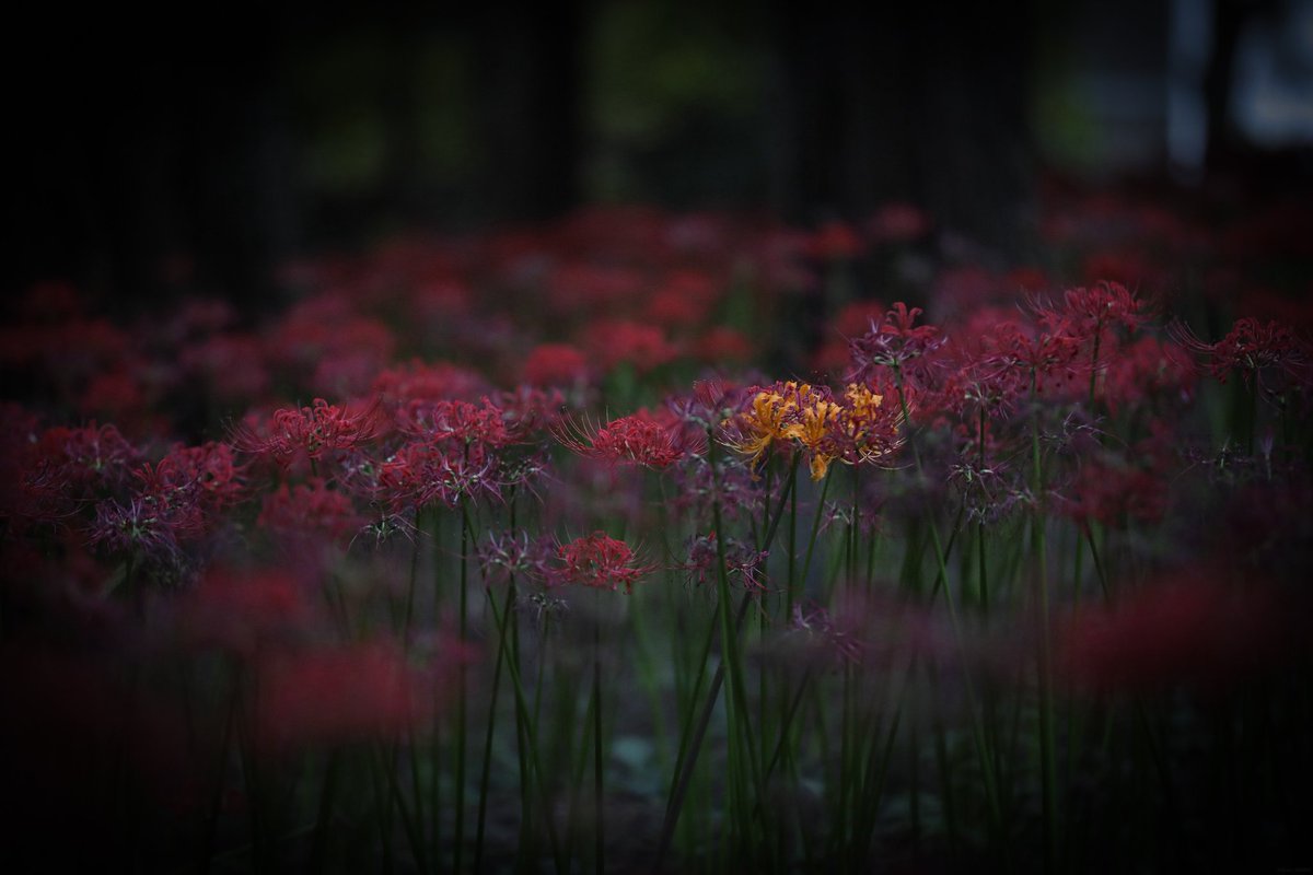 撮影終わり
今年はオレンジ色のがところどころにあった