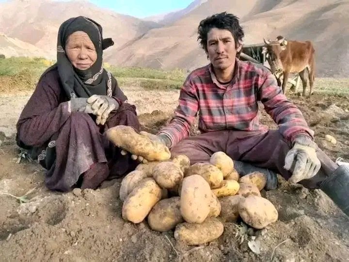 فصل جمع‌آوری کچالو در مناطق هزاره‌جات
عکس از مادر و پسر زحمت‌کش.
#Hazara
#هزاره #هزاره_ها 
#جواد_بهجت