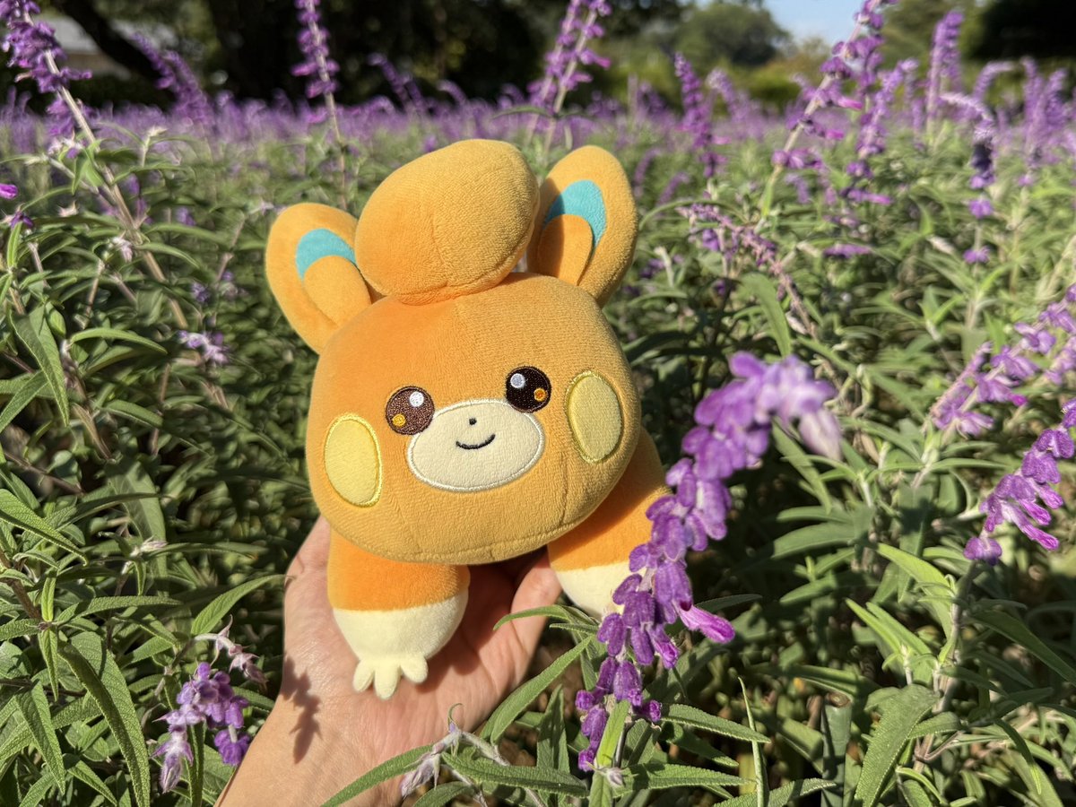 ぽむ (@pompom_pokepoke) / X