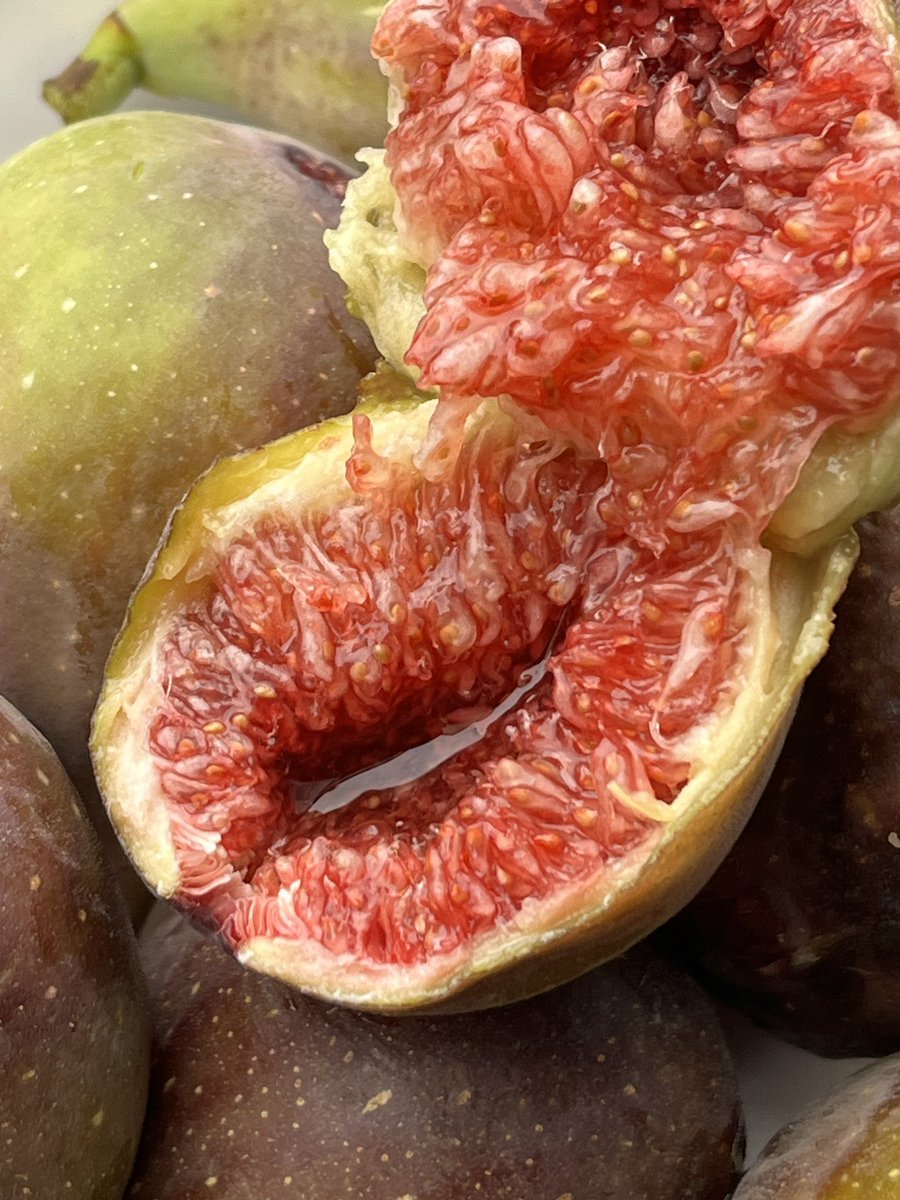 ein älterer herr hat mich mal gesehen wie ich an seinem feigenbaum pflückt hab &amp; seit dem bringt er mir immer welche (bester nachbar, der 5 straßen weiter wohnt)