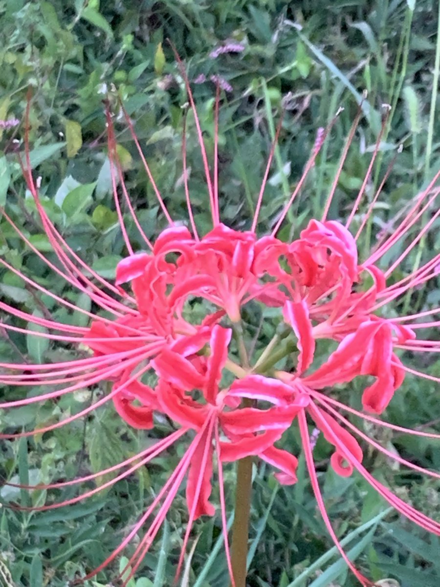 Trần Điểm | Tiana tweet media