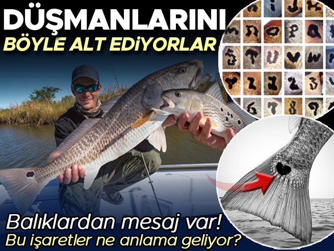 Denizlerde minyonlarca canlı türü var. Hepsi birbirinden güzel ve bizleri kendilerine hayran bırakıyorlar ama öyle bir balık türü var ki diğerlerinden çok farklı... Redfish’lerin kuyruğunda öyle semboller var ki görenler şaşkına dönüyor. Kiminde kalp emojisi var, kiminde gülen