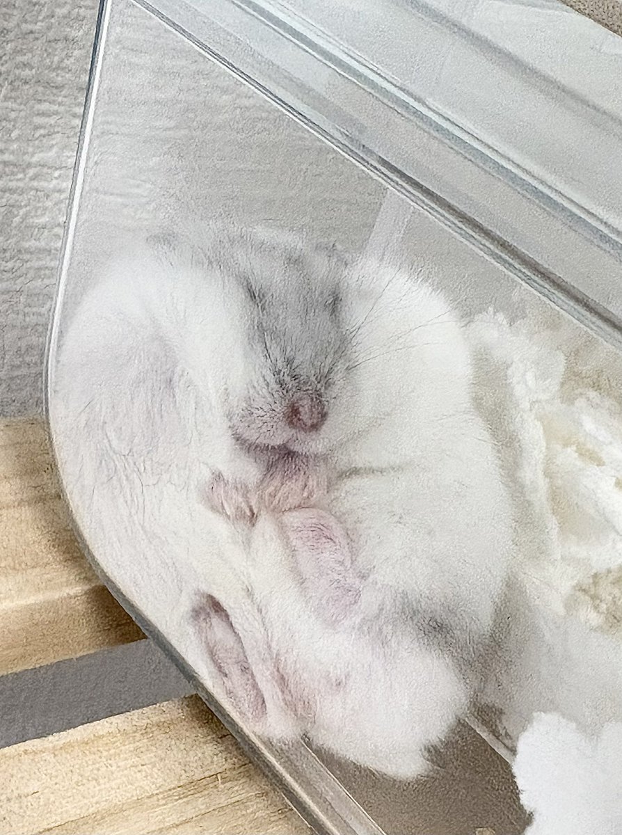 同じ日に撮った同じハムスター