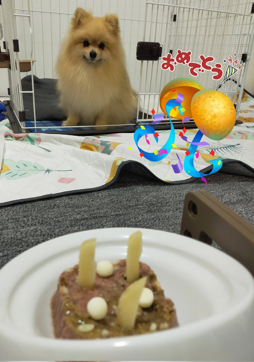 fizz_pom's tweet photo. ふぃっちゃん3歳おめでとう🥳🥳🥳 https://t.co/P5FV9GA71s