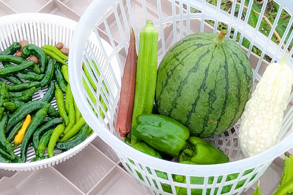 確認どうぞ♥西瓜の皮の色の斑入りです。 スイカ🍉 - Search / X
