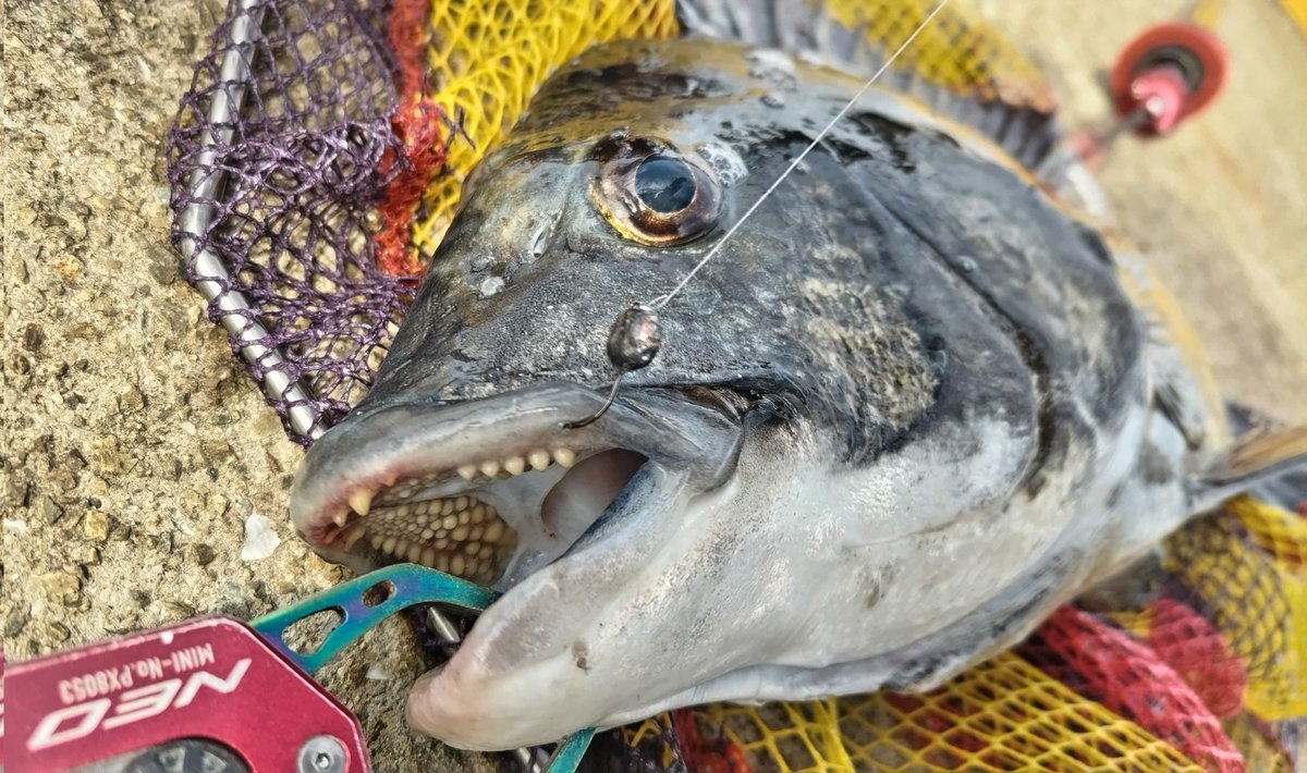 海坊主 海坊主 (@UmibozuABU) / Posts / X