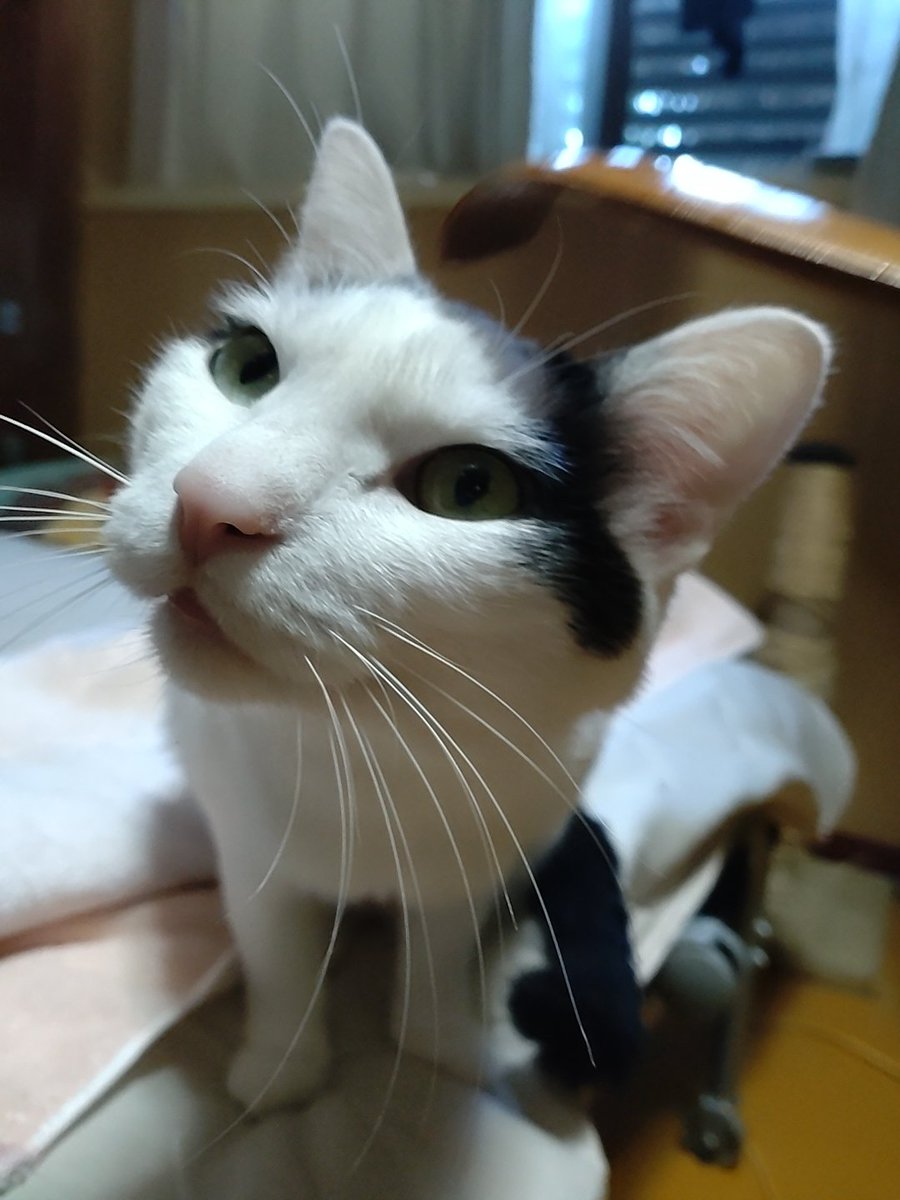 これ、孫の手っていうんだって😻
気持ちいいにゃ😸