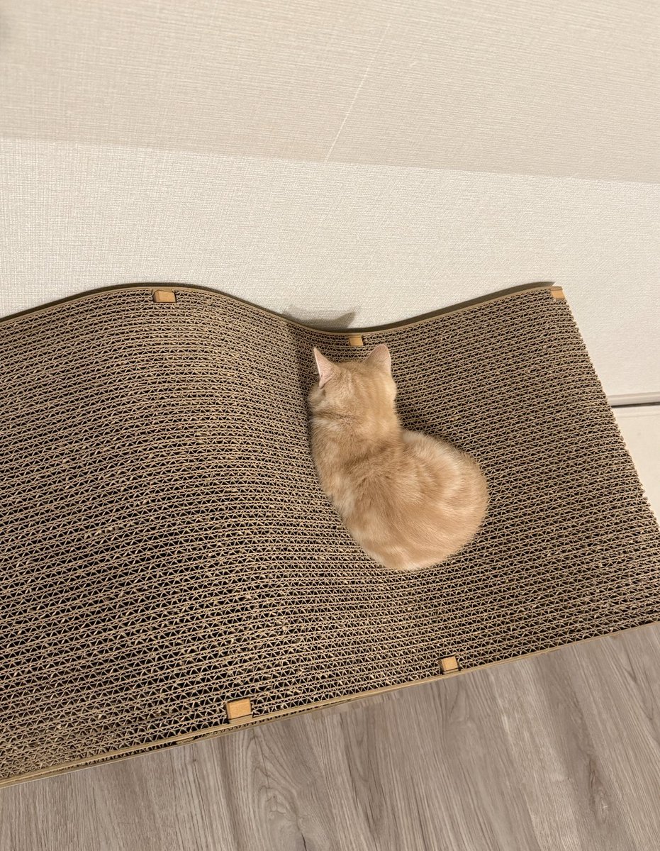 国産デザイナーズ爪研ぎCat Cellar (@cat_cellar) / Posts / X