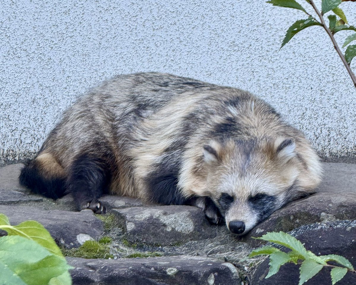 たぬきのポン狸仔狸巣 Tanuki-Pon