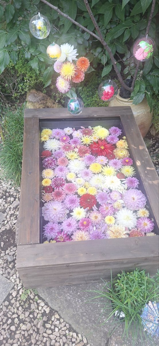 SkyringTV's tweet photo. Farewell flowers... ありがとー日本 for being beautiful.. Bis bald https://t.co/2WKtvGtYky