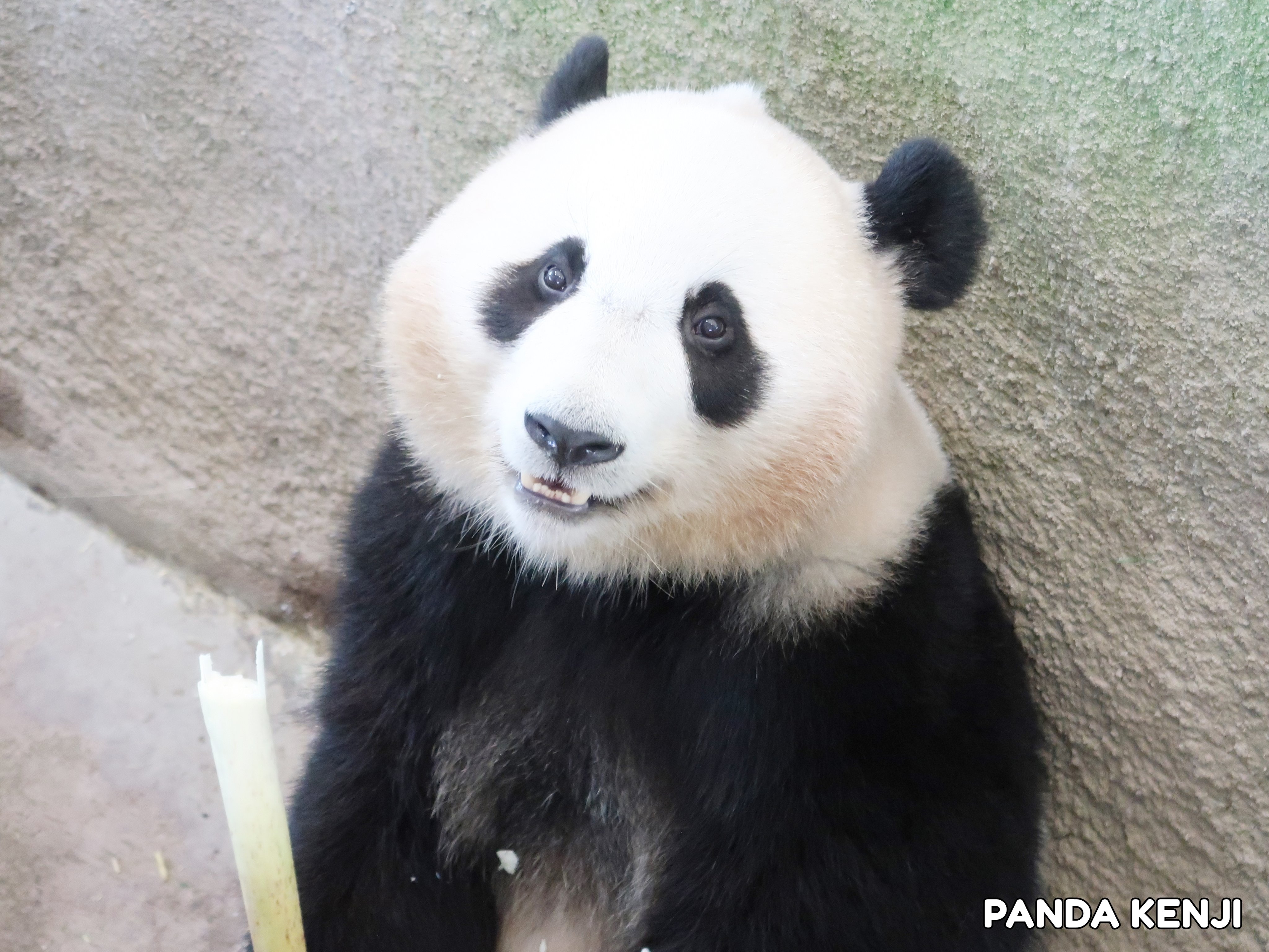 PANDA KENJI (@PANDA_KENJ1) / X