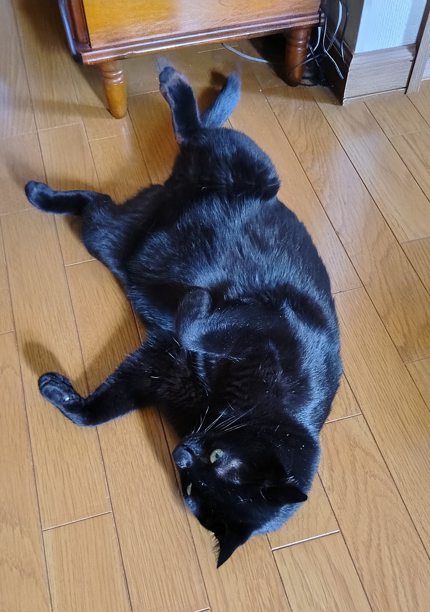 黒猫様 御専用 合金製「黒招き猫」黒漆・金蒔絵仕上げ ー三宝堂オンラインショップ