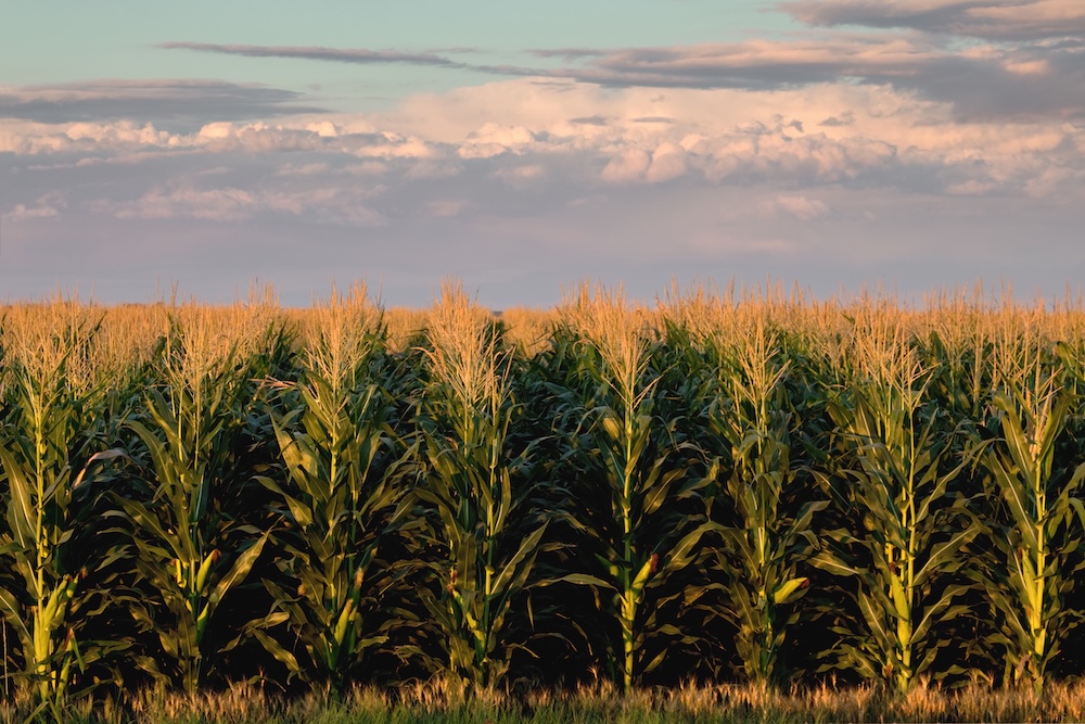 africanfarming_'s tweet photo. Business registration and structuring for farmers: All you need to know

👉https://t.co/j1O4WyCfaL

@VanguardLegalSA https://t.co/mDpiKHz2Ny