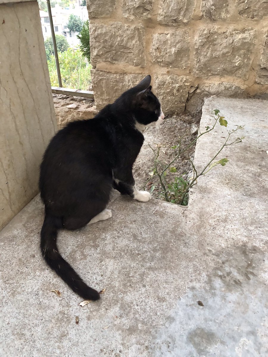 Lovely Saturday dear friends…🌷☕️🐈‍⬛🩷🤍🖤
My photo 📸

#GoodMorningEveryone 🌷 #CoffeeTime ☕️ #CatsLover 🐈‍⬛ #WeekendVibes ☀️ #BeKindAlways 🩷 #PeaceAndLove 🕊️